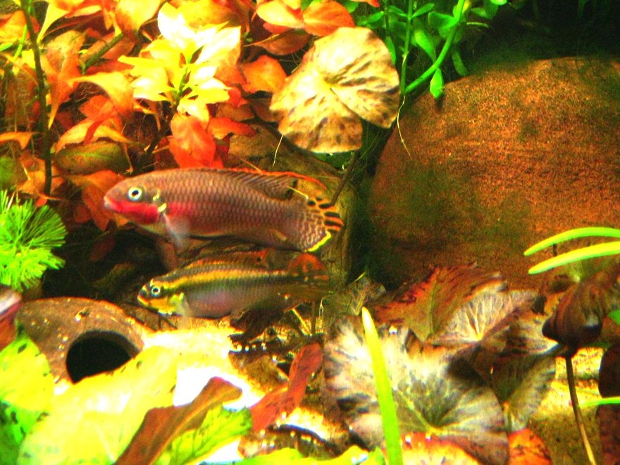 pelvicachromis taeniatus nigerian red