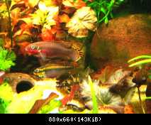 pelvicachromis taeniatus nigerian red