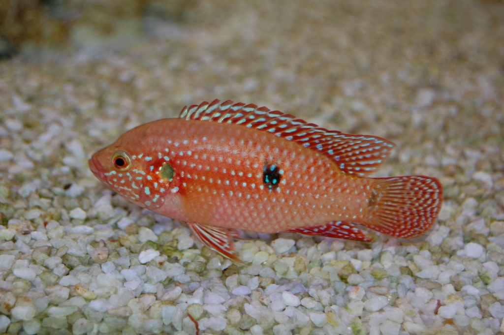 Perlovka červená - Hemichromis bimaculatus