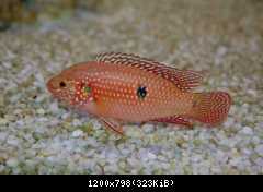 Perlovka červená - Hemichromis bimaculatus