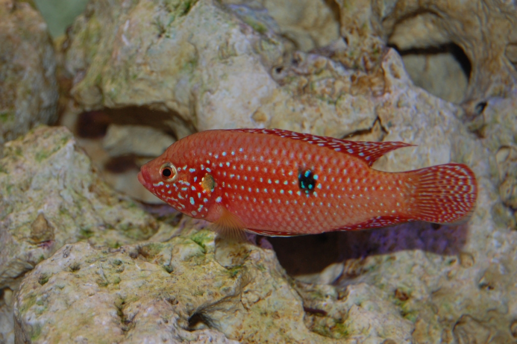 Perlovka červená - Hemichromis bimaculatus