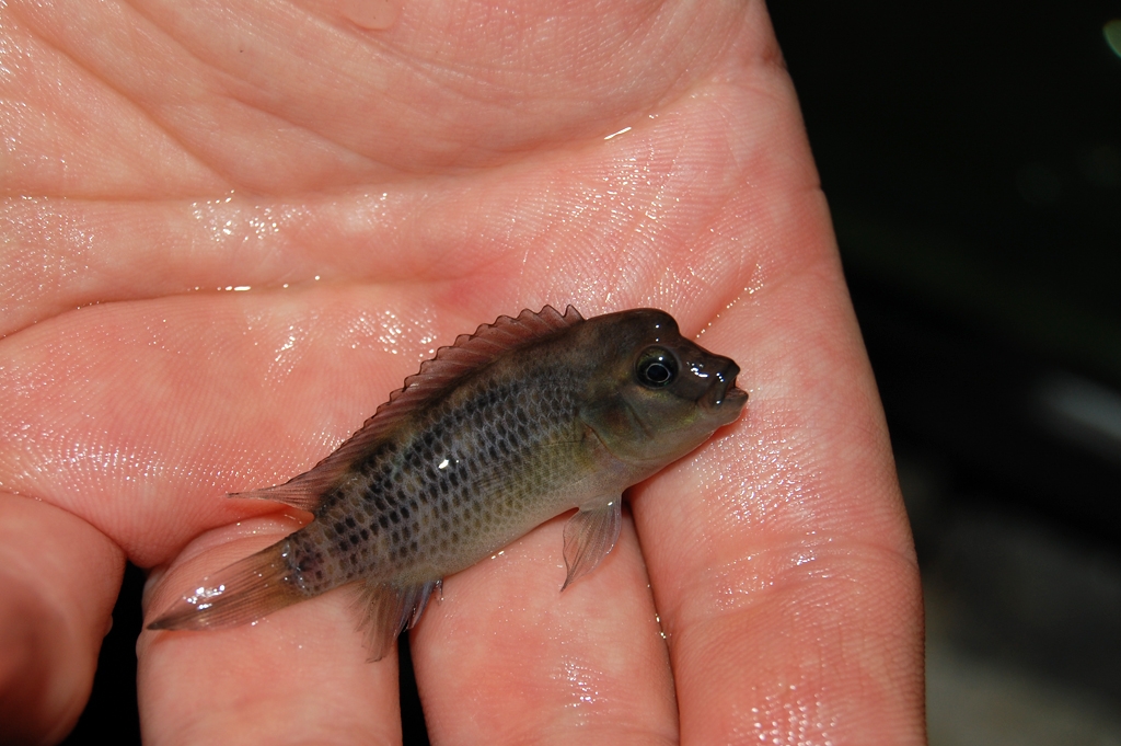 steatocranus casuarius