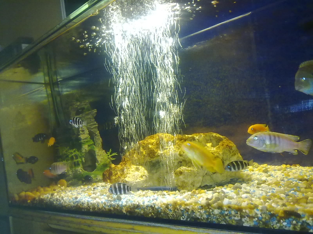 cichlid mix