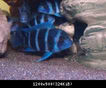 moba 02CP
