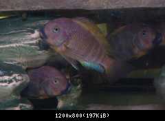 tropheus brichardi ujji katonga 01CP