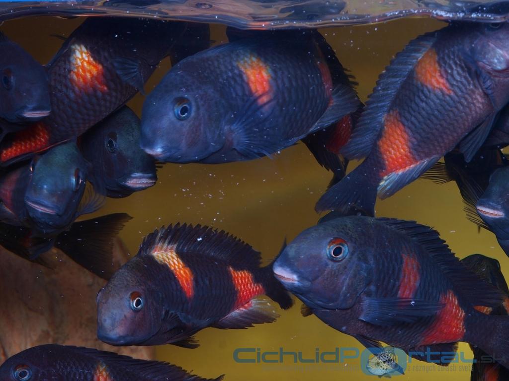 tropheus kirschflek 06CP
