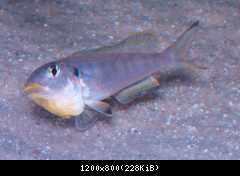 xeno kilesa 03CP