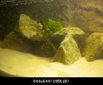 rastlinka zo starého akva.