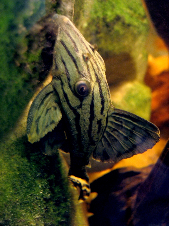 Panaque nigrolineatus