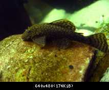 Ancistrus sp. samica 1