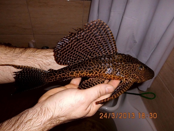 Pterygoplichthys gibbiceps 41 cm