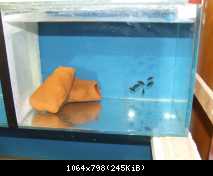 myslim ze je im dobre