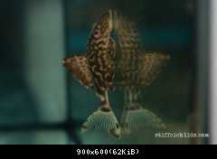 Panaque nigrolineatus