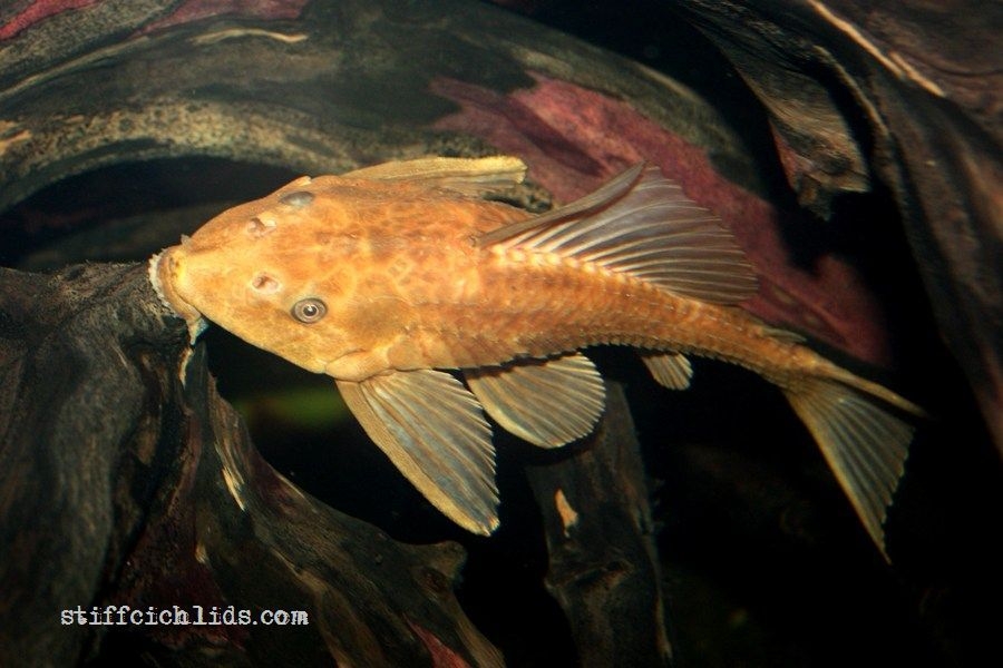 Hypostomus_plecostomus_gold