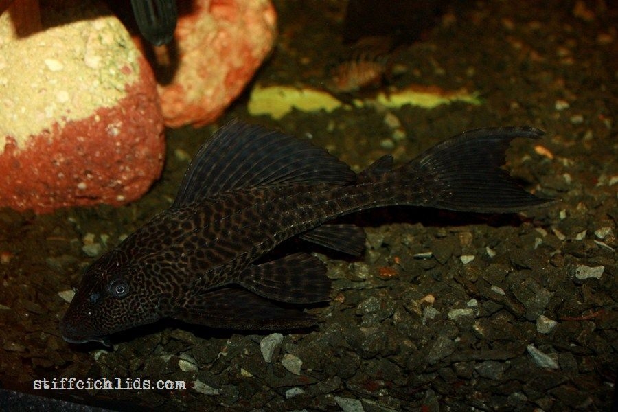 Hypostomus_plecostomus