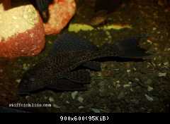 Hypostomus_plecostomus
