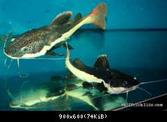 Phractocephalus hemiliopterus