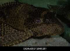 Pterygoplichthys gibbiceps