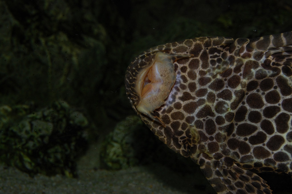 Pterygoplichthys gibbiceps