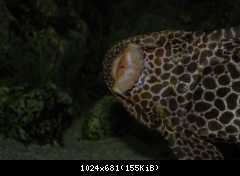 Pterygoplichthys gibbiceps