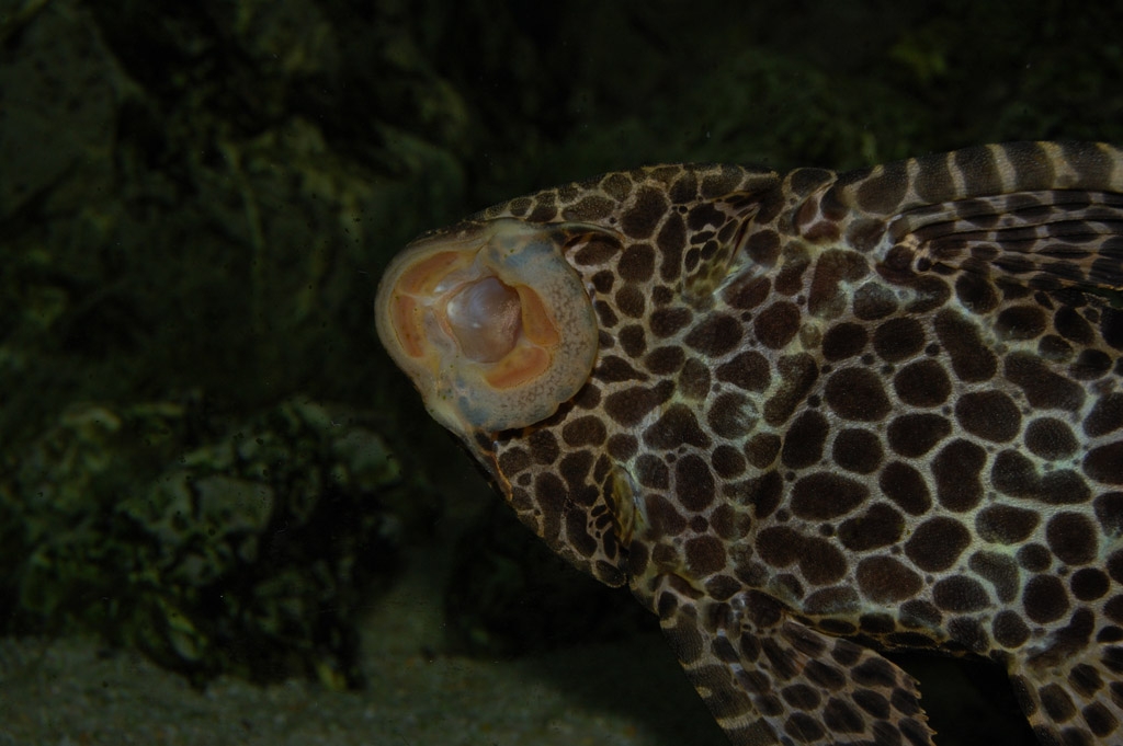 Pterygoplichthys gibbiceps