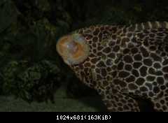 Pterygoplichthys gibbiceps