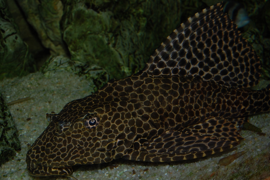 Pterygoplichthys gibbiceps