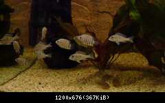 Heros sp. Rotkeil, Geophagus megasema, Geophagus sp. Redhead
