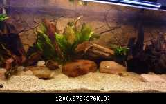 Heros sp. Rotkeil a Geophagus megasema