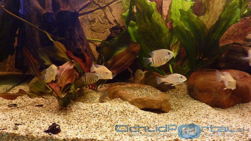 Heros sp. Rotkeil a Geophagus megasema