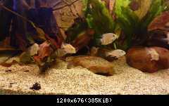 Heros sp. Rotkeil a Geophagus megasema