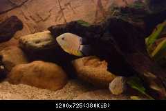 mladý Heros sp. Rotkeil