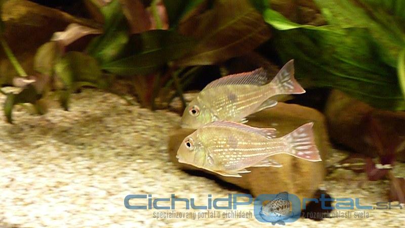 Geophagus megasema