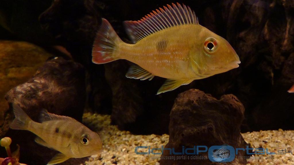 Geophagus megasema