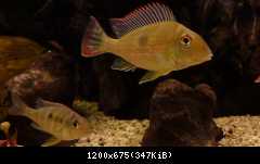 Geophagus megasema