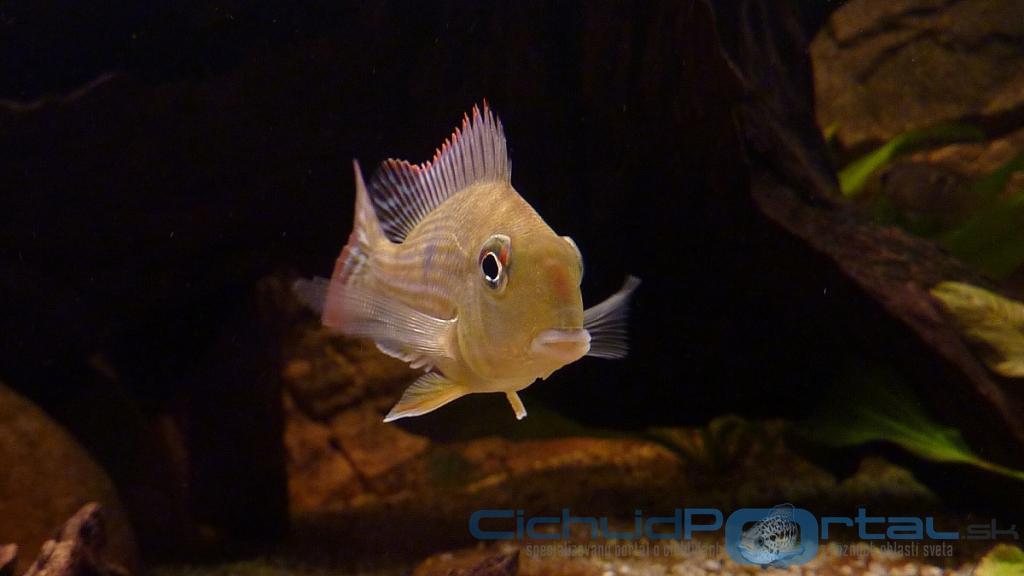 Geophagus megasema