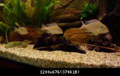 Geophagus megasema