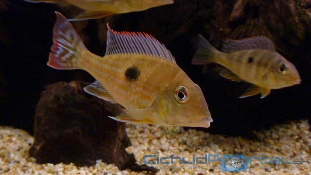 Geophagus megasema