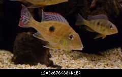 Geophagus megasema