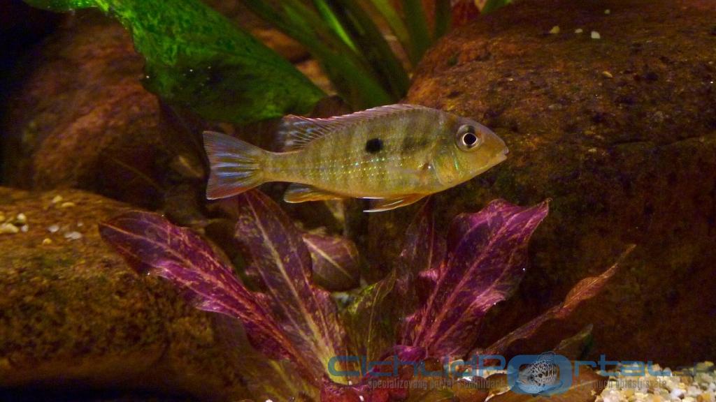 Geophagus sp. Tapajos - Red Head