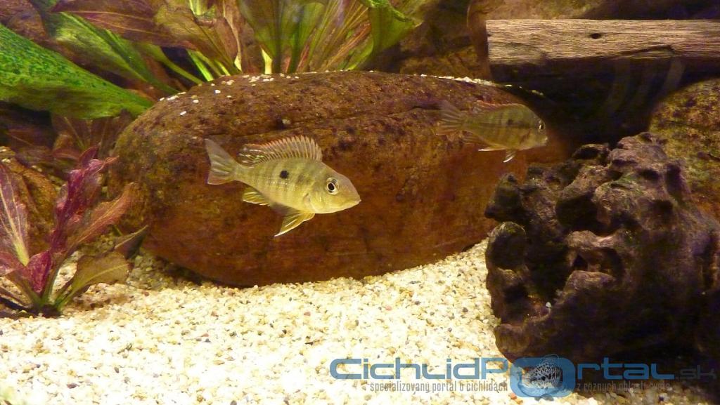 Geophagus sp. Tapajos - Red Head