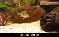 Geophagus sp. Tapajos - Red Head