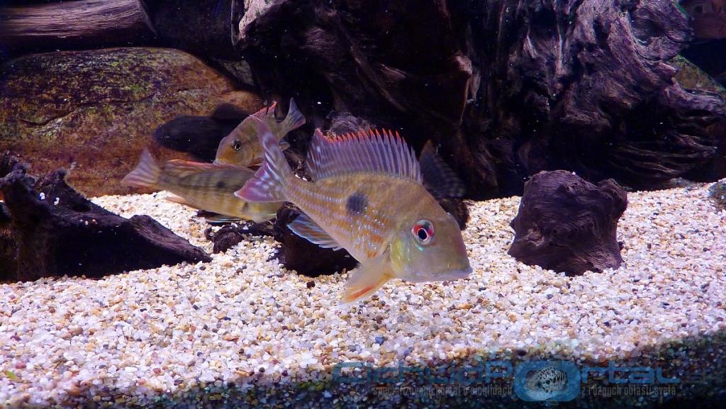 Geophagus megasema