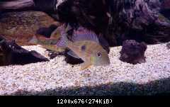 Geophagus megasema