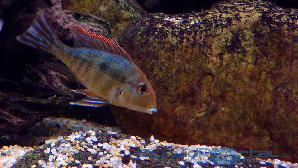 Geophagus sp. Tapajos - Red Head