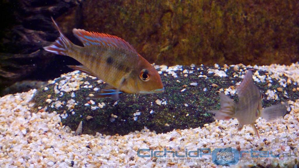 Geophagus sp. Tapajos - Red Head