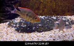 Geophagus sp. Tapajos - Red Head