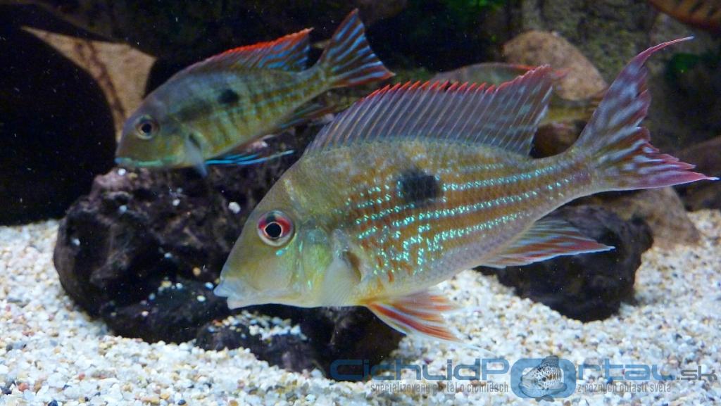 Geophagus megasema