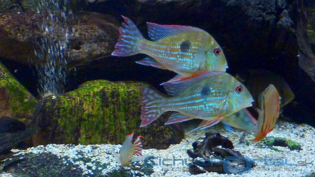 Geophagus megasema