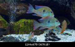 Geophagus megasema